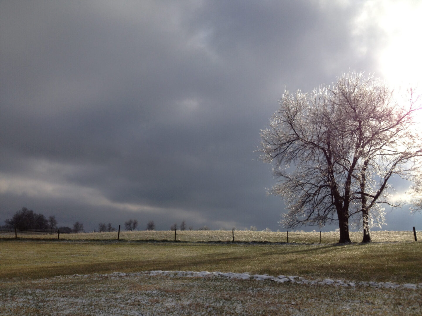 A lone tree in a snowy field.
