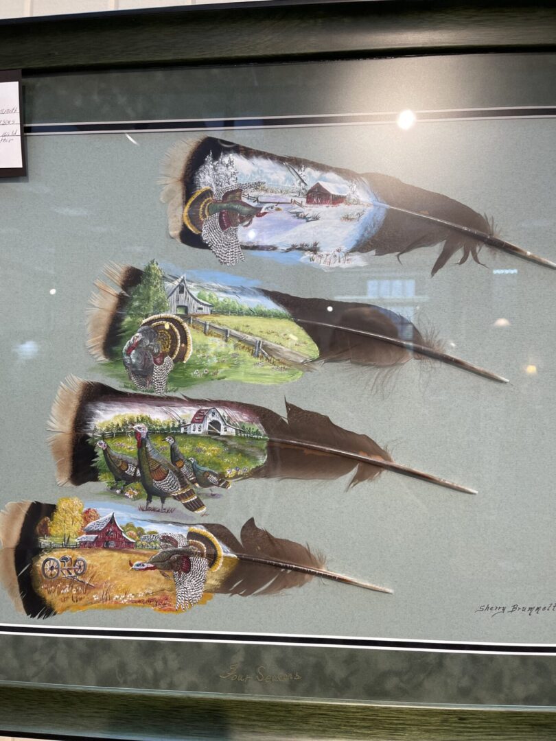 Four feathers in a framed display.