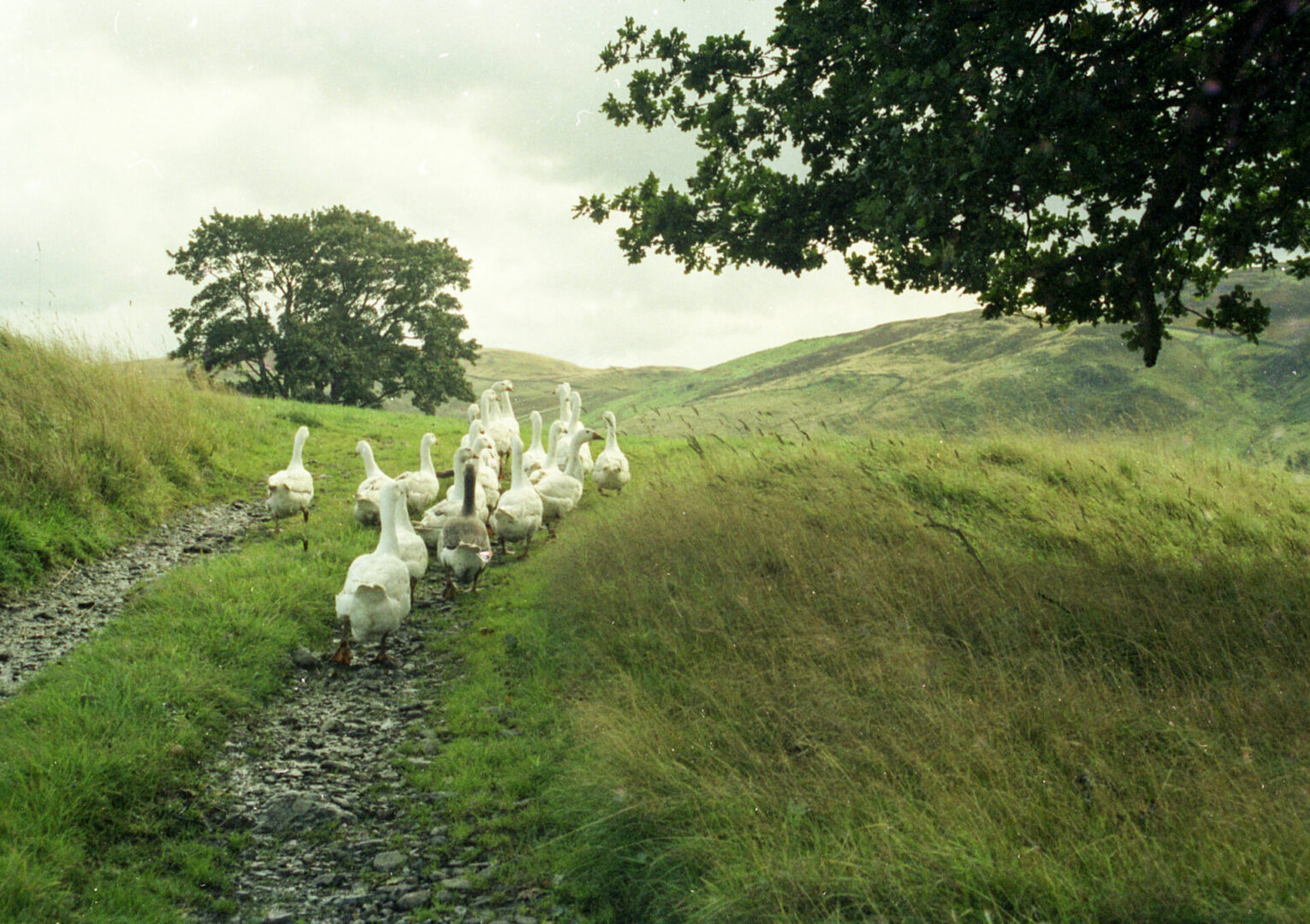 A group of geese walking down a path.